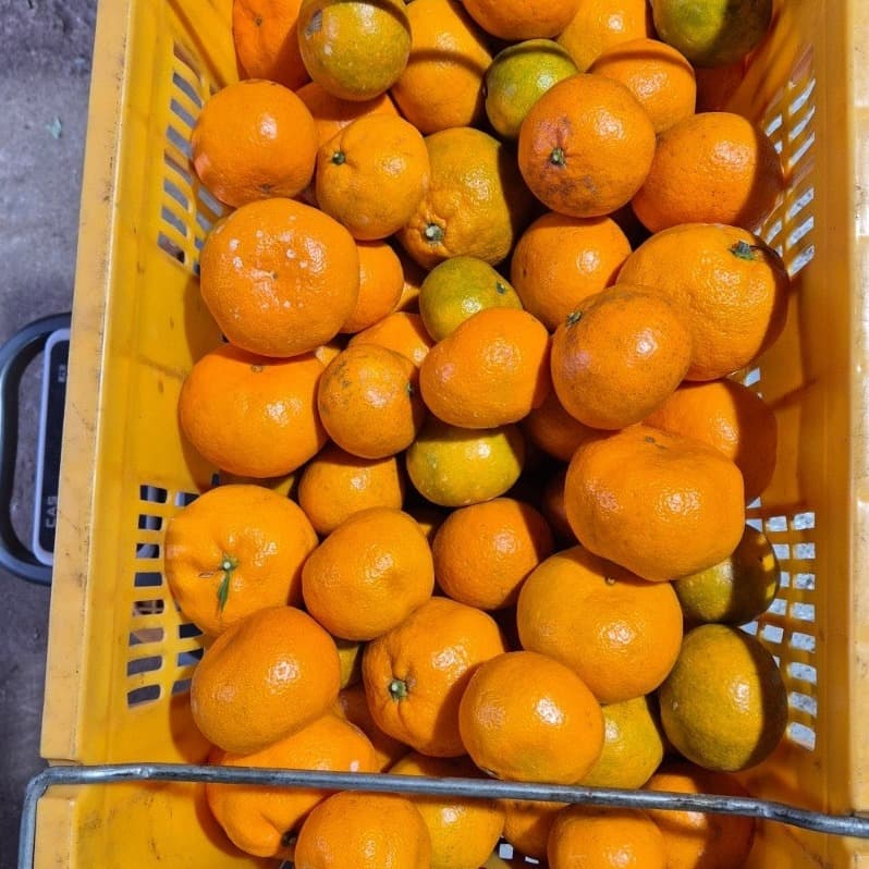 임실순녀 제주감귤